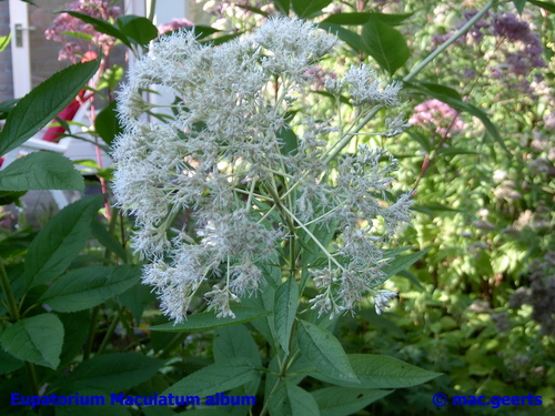 Eupatorium maculatum album